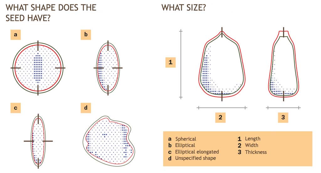 What is the shape of the seed being processed? What are its dimensions?